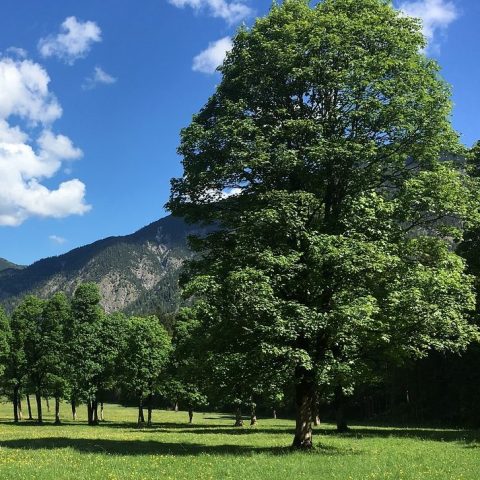 Der Ahorn & Ahornholz