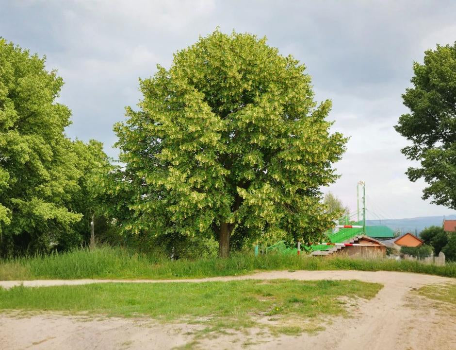 Die Ulme & Ulmenholz / Rüster