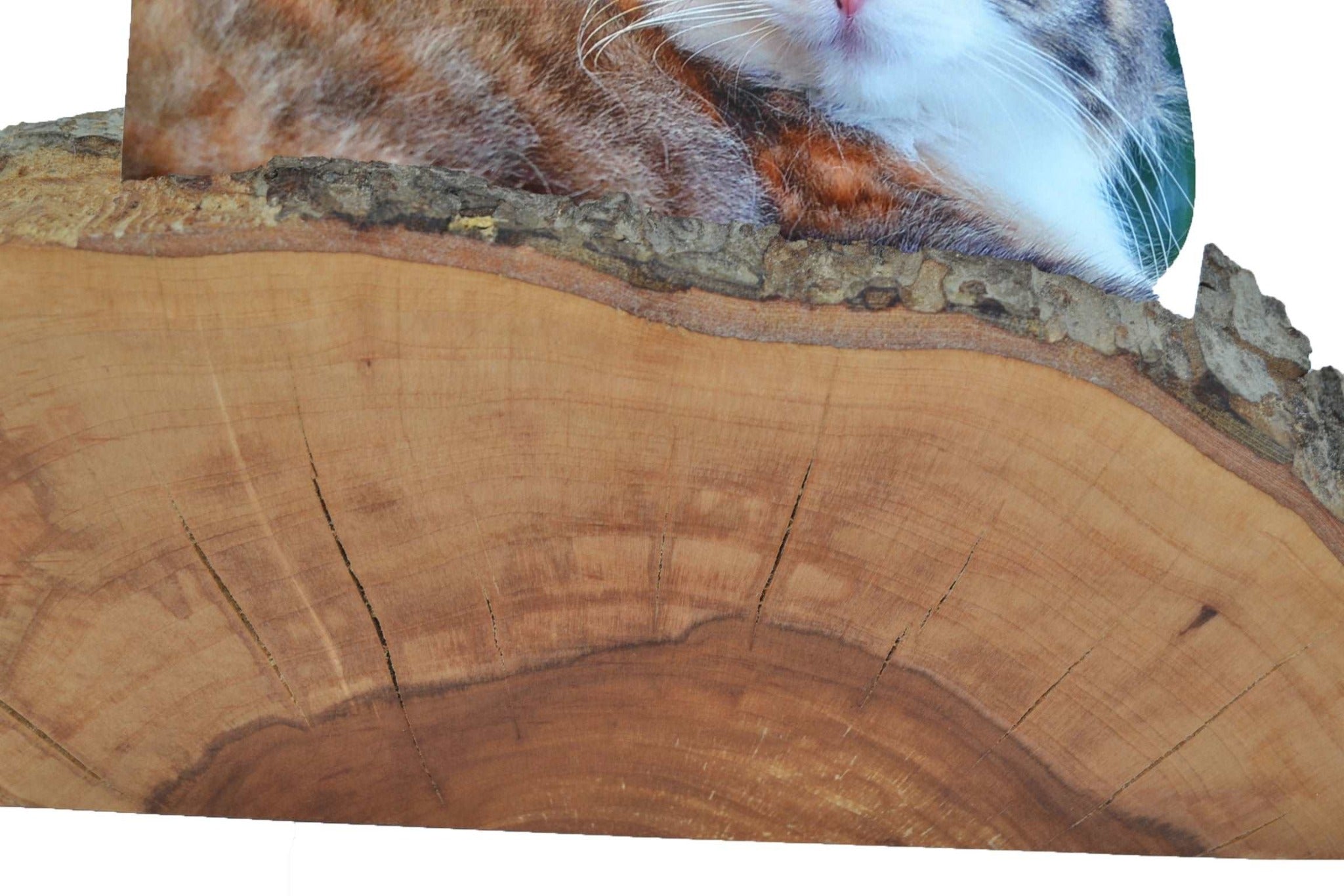 Handgefertigter Holz Fotohalter aus Apfelholz