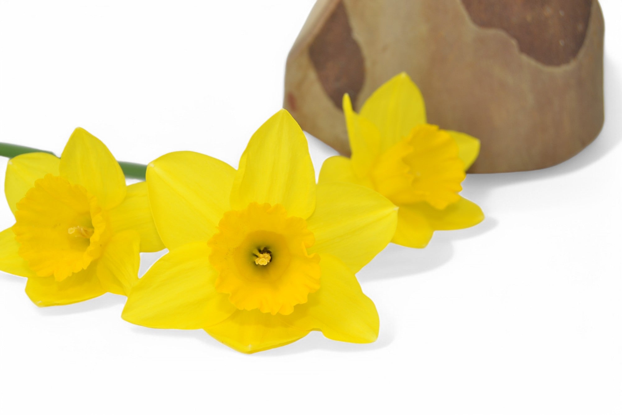 Holzvase aus Platane